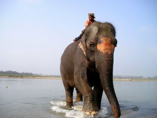 nepal elephant elephant driver