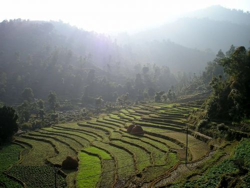 nepal rice terraces terraces