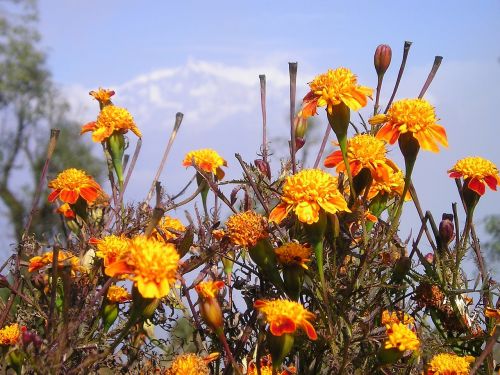 nepal flowers gel