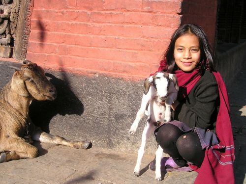 nepal goat sheep
