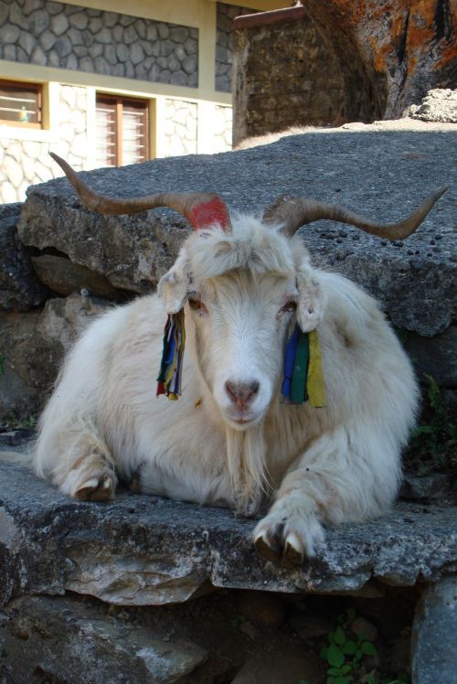 nepal tibet goat