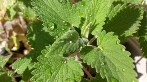 nepeta cataria catnip catmint