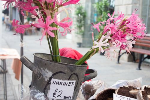 nerines market flowers