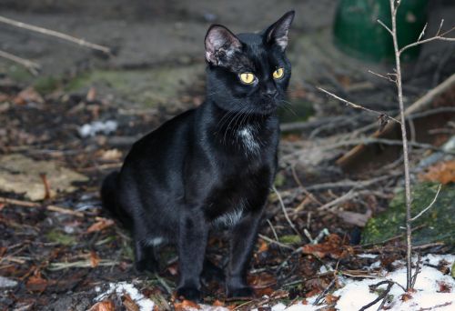 cat domestic pet black