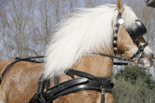 nervous horse horsehair