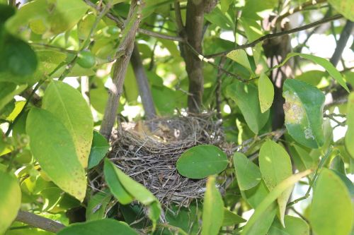 nest bird's nest nature