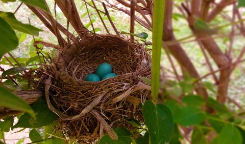 nest robin eggs