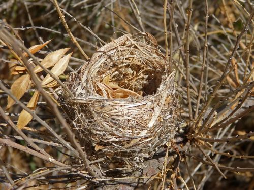 nest birds make a nest