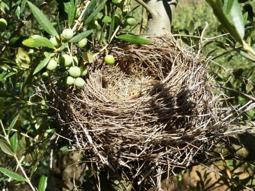 nest olive birds