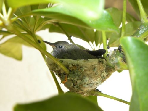 nest bird hummingbird