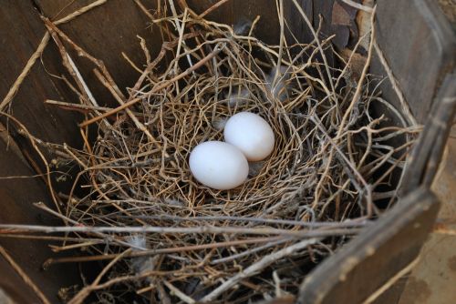 nest eggs birds