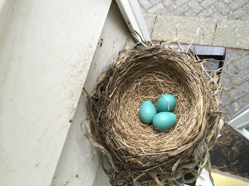 nest spring bird