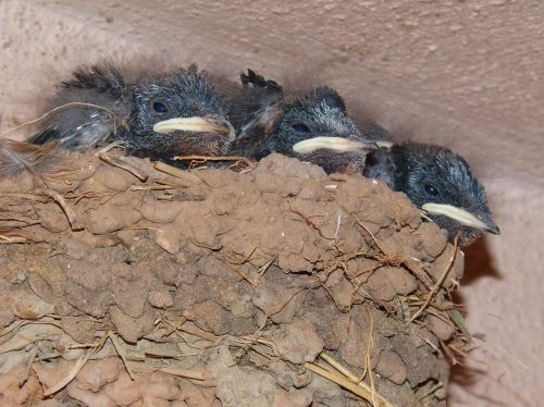 nest chicks swallow