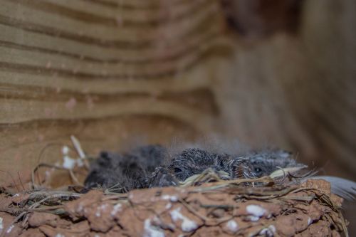 nest birds babies