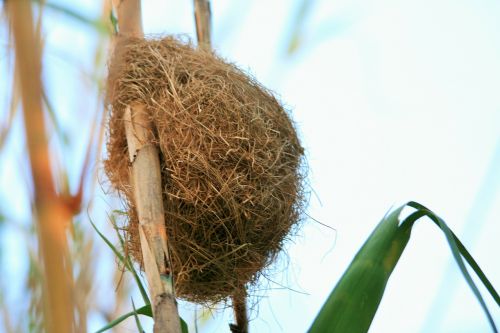 nest bird weaver