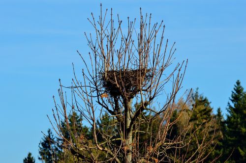 nest storchennest hatchery