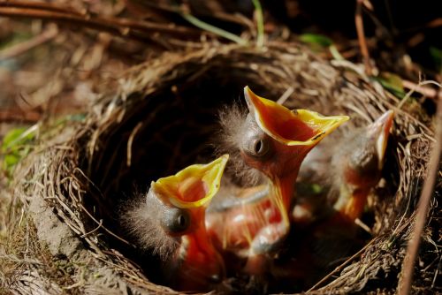 nest chicks bird's nest