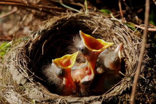 nest chicks bird's nest