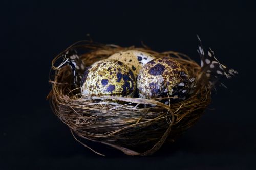 nest bird's nest quail egg