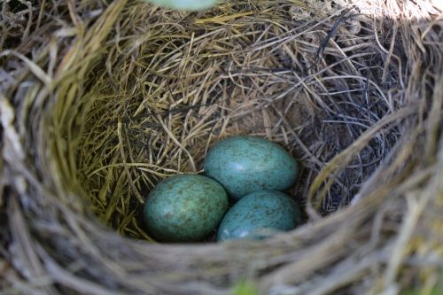 nest straw nature