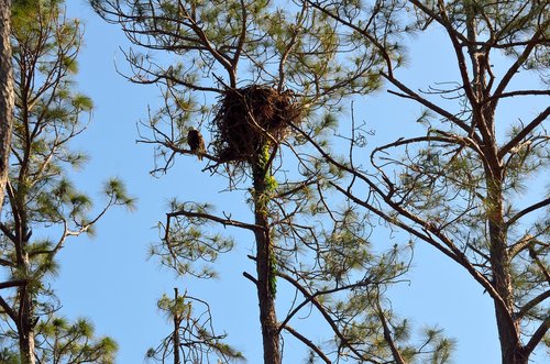 nest  bird  tree