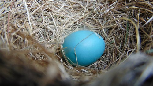 nest  egg  nature