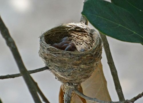 nest chicks hatched