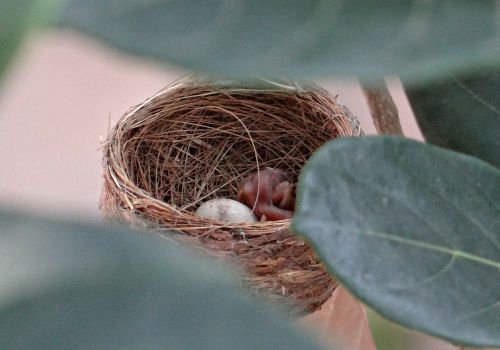 nest chick hatched