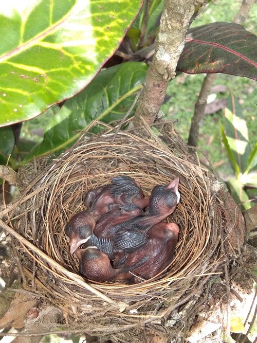 nest  bird  straw