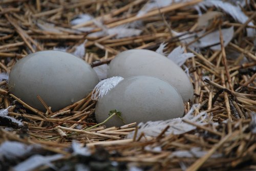 nest  zwanennest  hatch