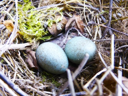 nest  eggs  nature