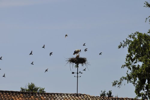 nest  stork  roof
