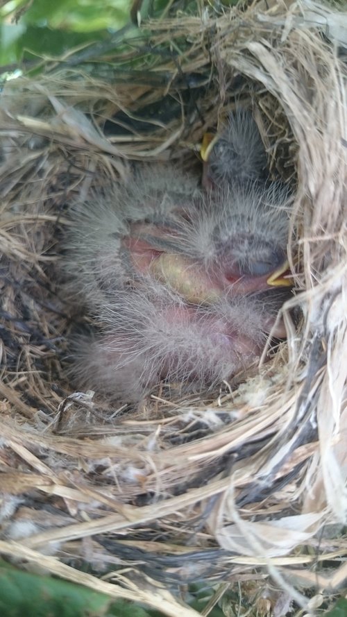 nest  birds  nature