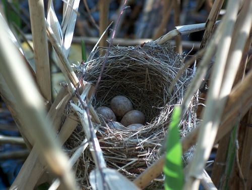 nest bird's nest hatchery