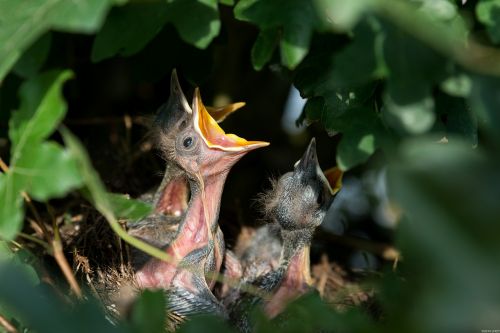 nest bird's nest nesting