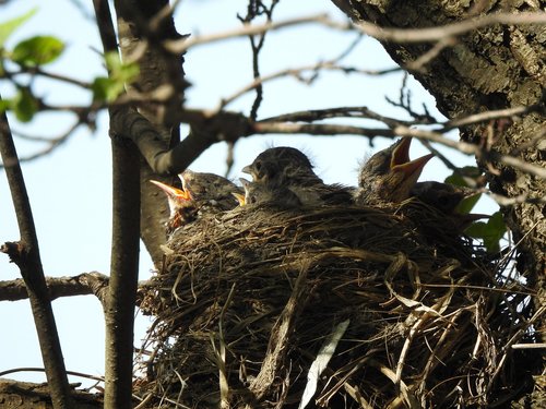 nest  baby bird  the nest