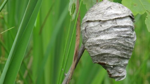 nest wasps hornets