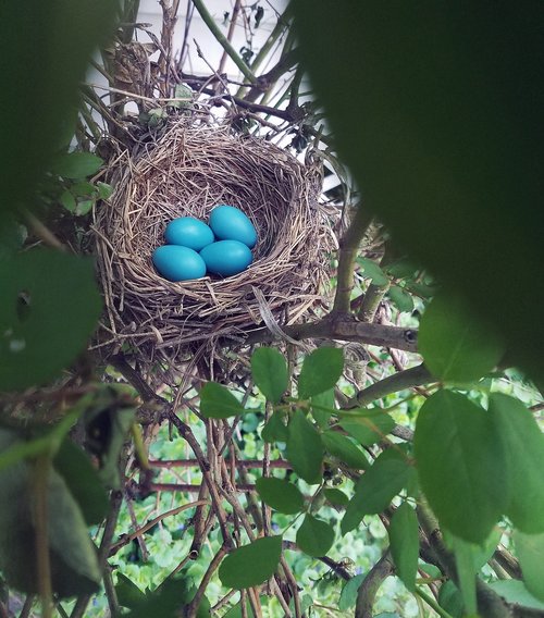 nest  eggs  robin