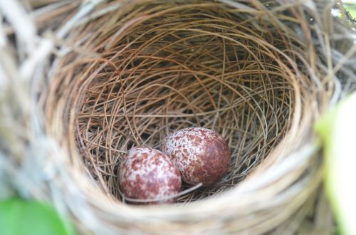 nest bird eggs