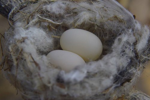 nest  small  bird