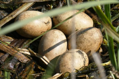 nest  eggs  great-crested grebe eggs