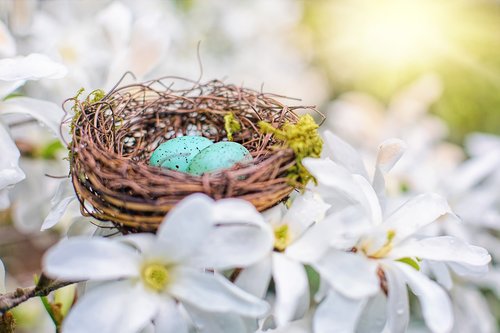 nest  robin eggs  eggs