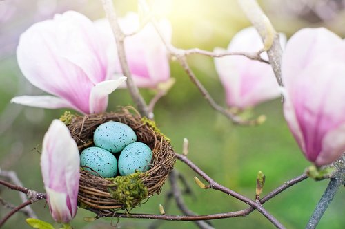 nest  robin eggs  eggs
