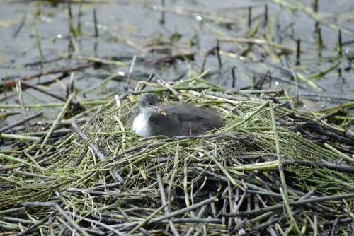 nest duck birds