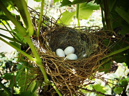 nest eggs life