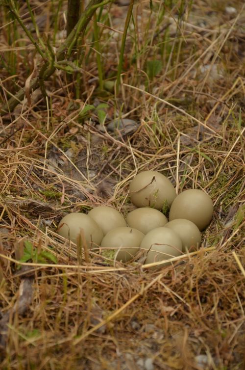 nest bird eggs bird's nest