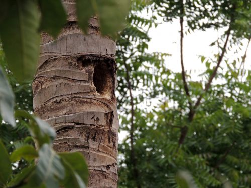 nest trunk coconut tree