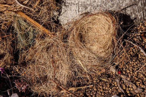 nest bird's nest fallen