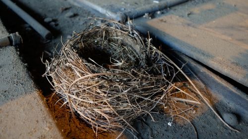 nest bird nest nature