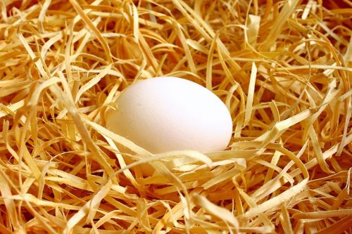 nest egg bird